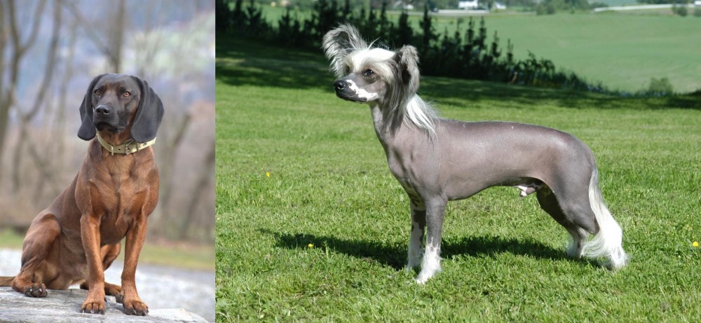 Chinese Crested Dog vs Bavarian Mountain Hound - Breed Comparison