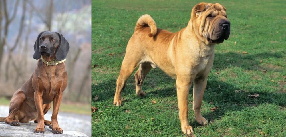 Chinese Shar Pei vs Bavarian Mountain Hound - Breed Comparison