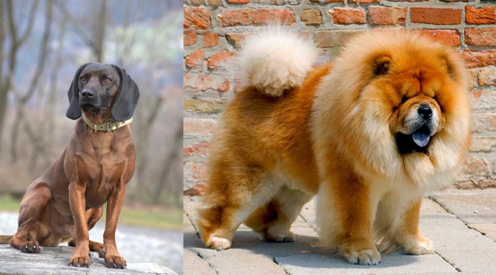 Chow Chow vs Bavarian Mountain Hound - Breed Comparison