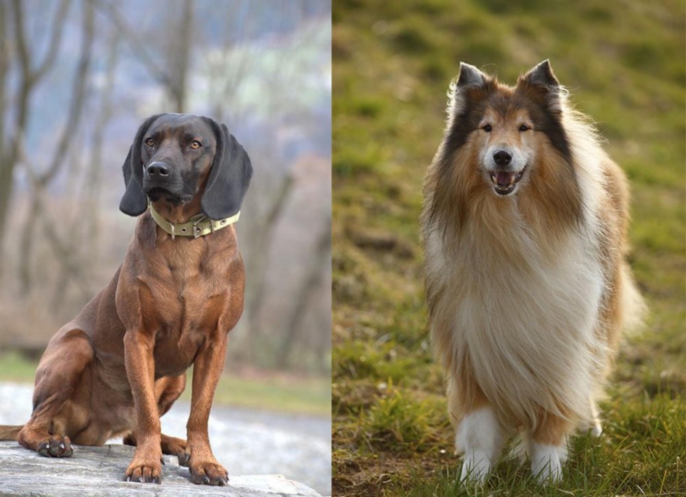 Collie vs Bavarian Mountain Hound - Breed Comparison
