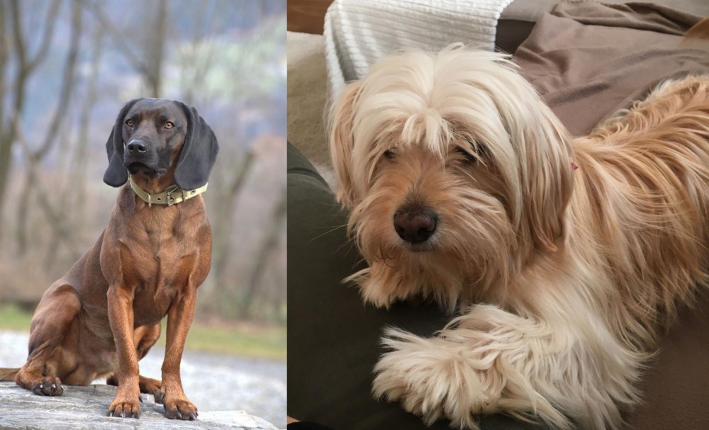 Cyprus Poodle vs Bavarian Mountain Hound - Breed Comparison