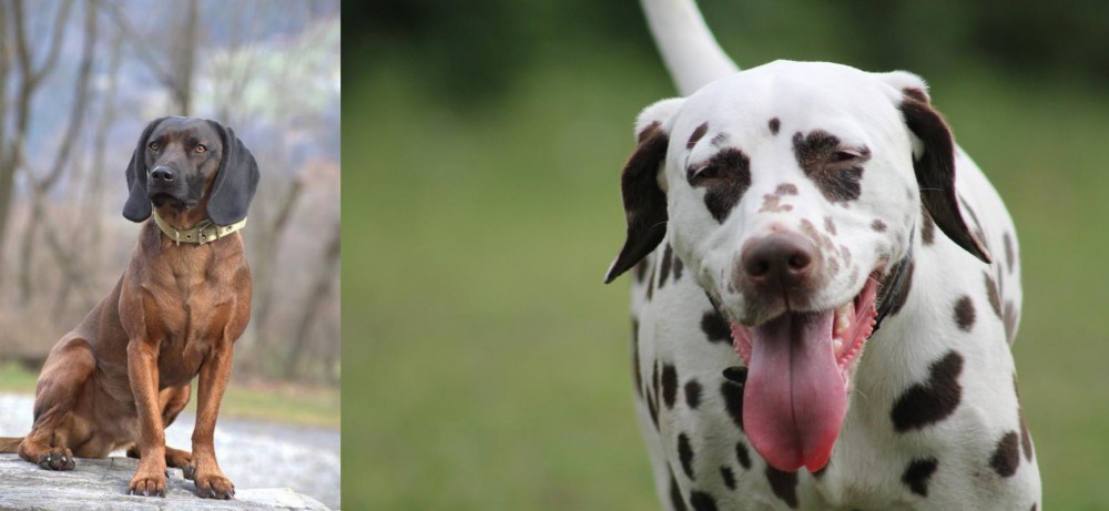 Dalmatian vs Bavarian Mountain Hound - Breed Comparison