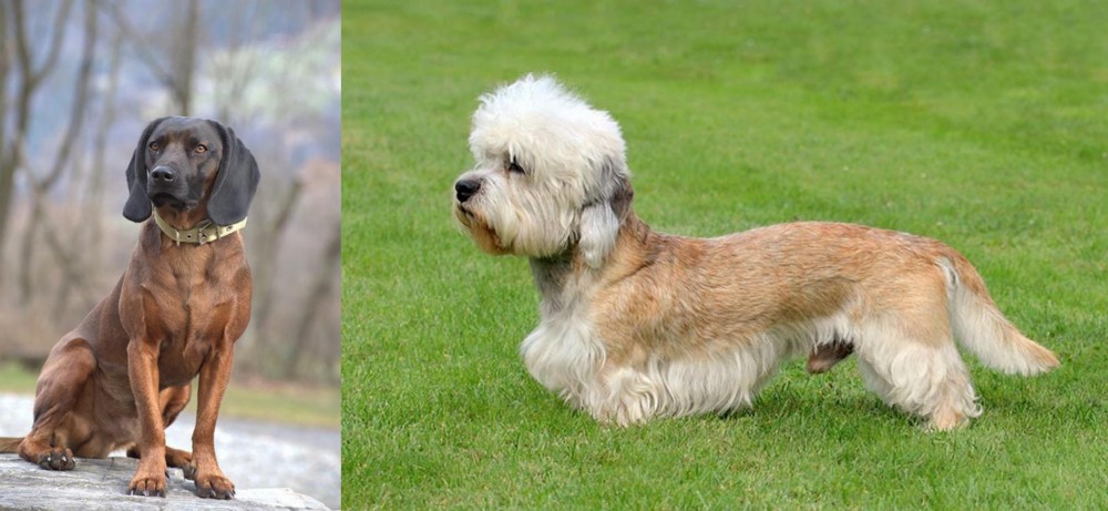 Dandie Dinmont Terrier vs Bavarian Mountain Hound - Breed Comparison
