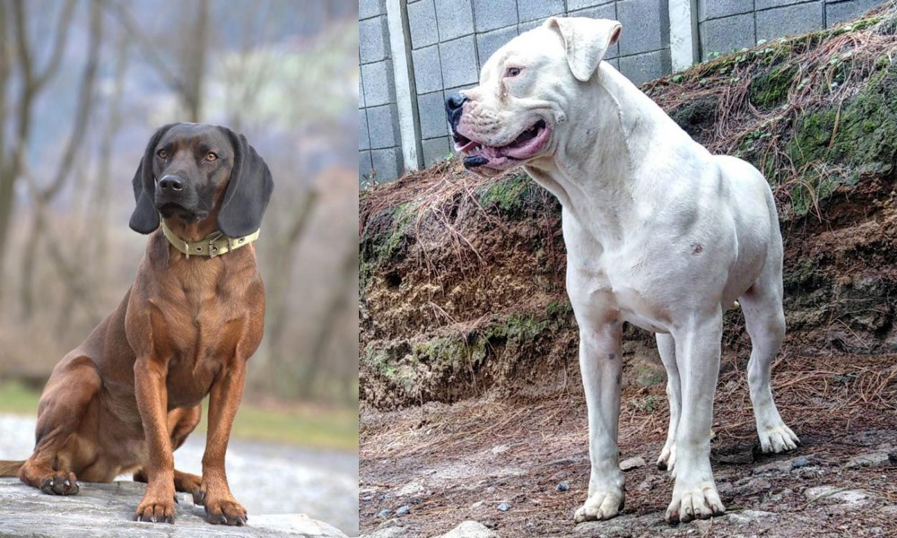 Dogo Guatemalteco vs Bavarian Mountain Hound - Breed Comparison