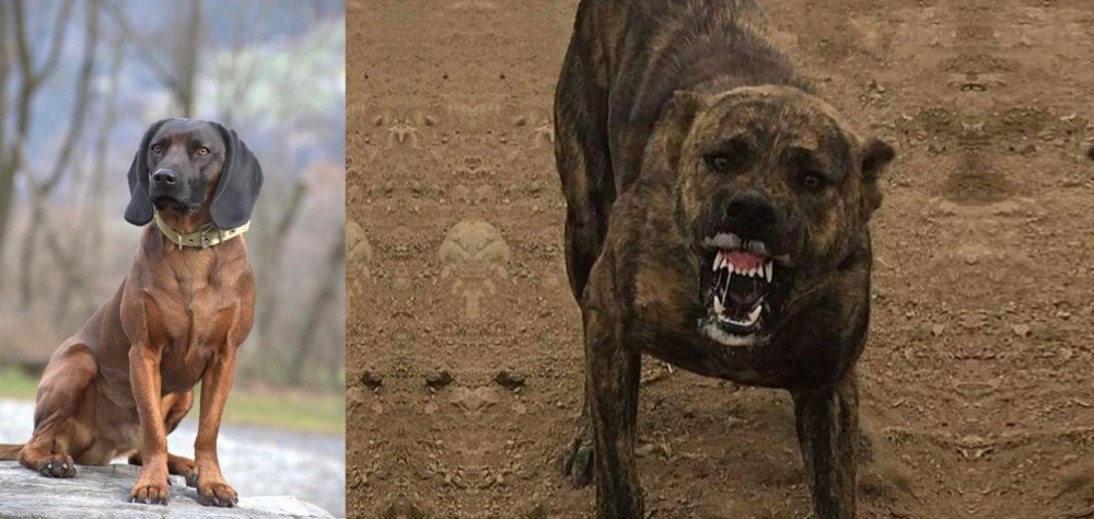 Dogo Sardesco vs Bavarian Mountain Hound - Breed Comparison