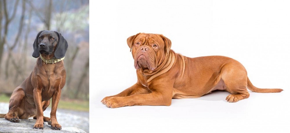 Dogue De Bordeaux vs Bavarian Mountain Hound - Breed Comparison