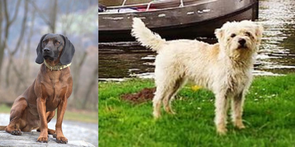 Dutch Smoushond vs Bavarian Mountain Hound - Breed Comparison