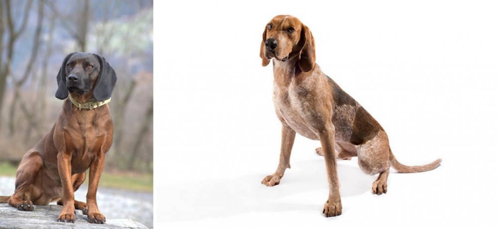 English Coonhound vs Bavarian Mountain Hound - Breed Comparison