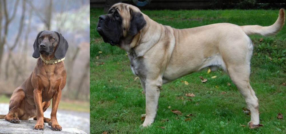 English Mastiff vs Bavarian Mountain Hound - Breed Comparison