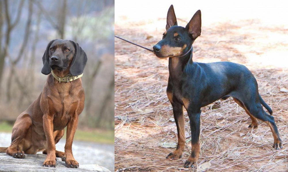 English Toy Terrier (Black & Tan) vs Bavarian Mountain Hound - Breed Comparison
