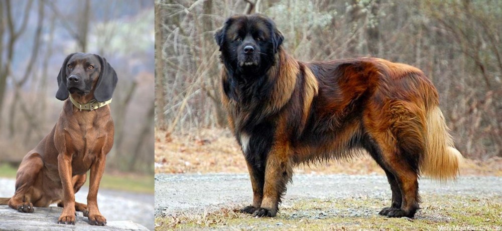 Estrela Mountain Dog vs Bavarian Mountain Hound - Breed Comparison