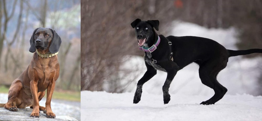 Eurohound vs Bavarian Mountain Hound - Breed Comparison