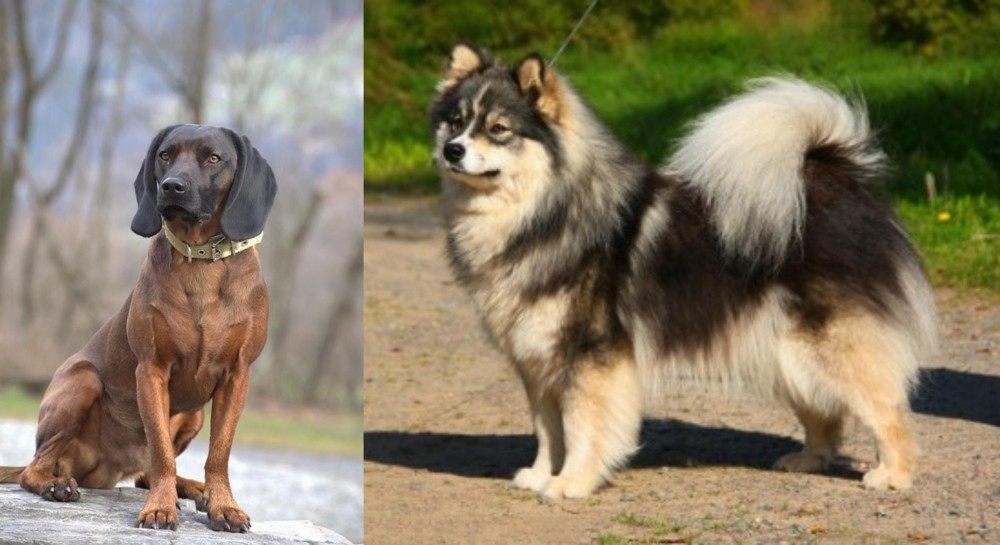 Finnish Lapphund vs Bavarian Mountain Hound - Breed Comparison