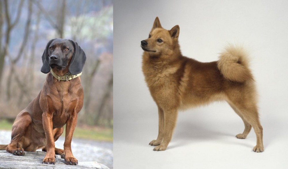 Finnish Spitz vs Bavarian Mountain Hound - Breed Comparison