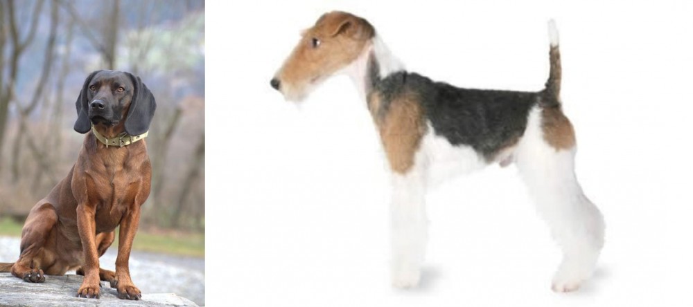 Fox Terrier vs Bavarian Mountain Hound - Breed Comparison