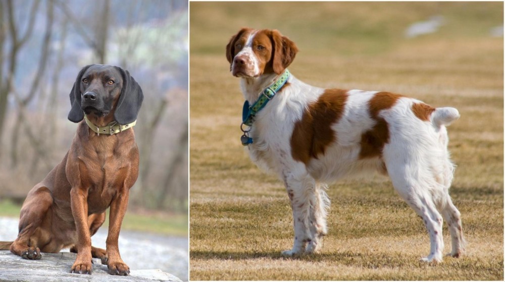 French Brittany vs Bavarian Mountain Hound - Breed Comparison