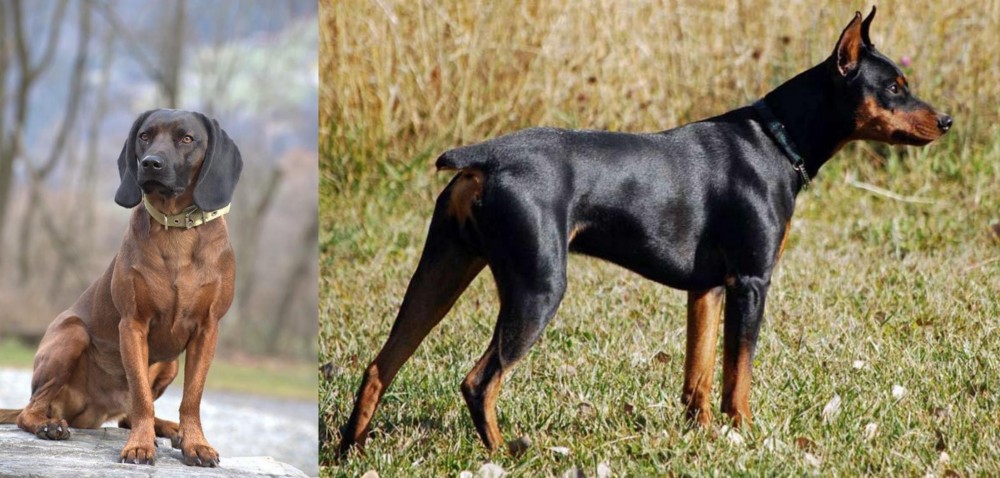 German Pinscher vs Bavarian Mountain Hound - Breed Comparison