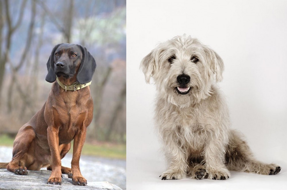 Glen of Imaal Terrier vs Bavarian Mountain Hound - Breed Comparison