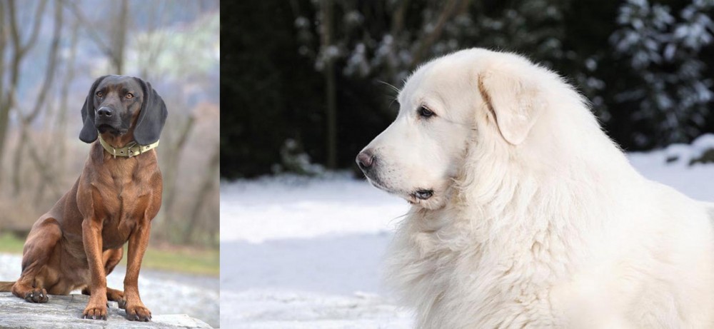 Great Pyrenees vs Bavarian Mountain Hound - Breed Comparison