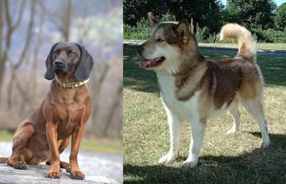 Greenland Dog vs Bavarian Mountain Hound - Breed Comparison