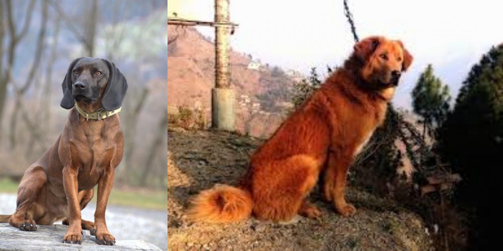 Himalayan Sheepdog vs Bavarian Mountain Hound - Breed Comparison