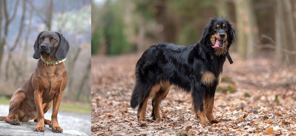 Hovawart vs Bavarian Mountain Hound - Breed Comparison