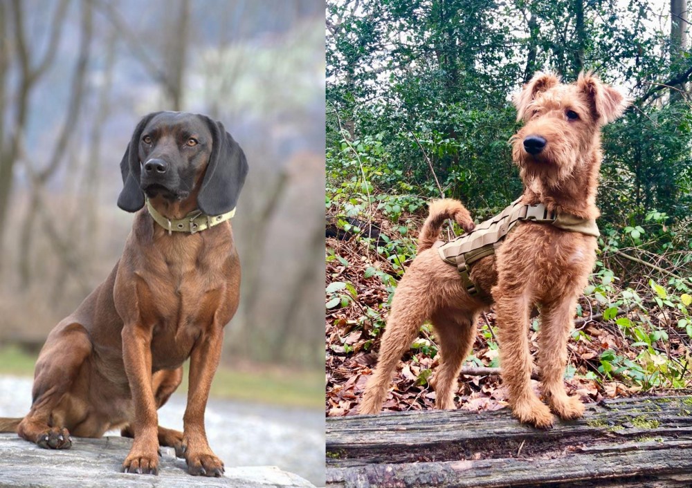 Irish Terrier vs Bavarian Mountain Hound - Breed Comparison