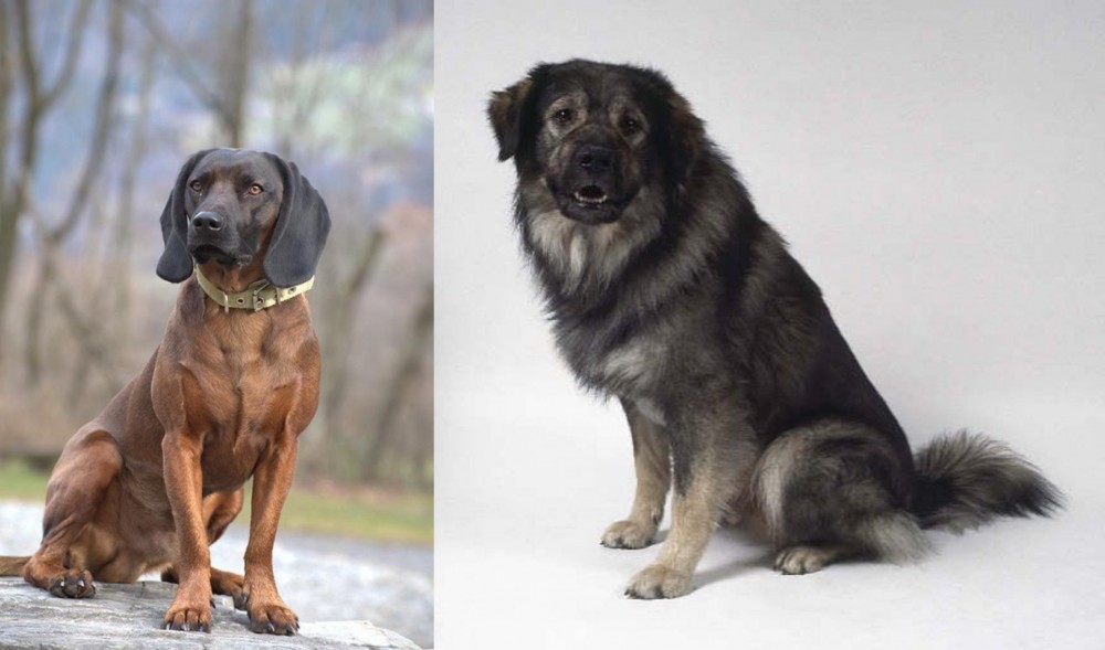 Istrian Sheepdog vs Bavarian Mountain Hound - Breed Comparison