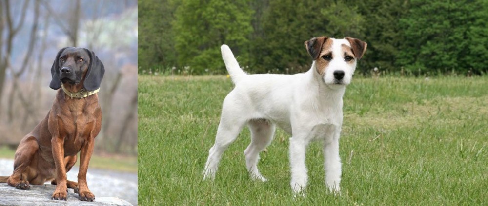 Jack Russell Terrier vs Bavarian Mountain Hound - Breed Comparison