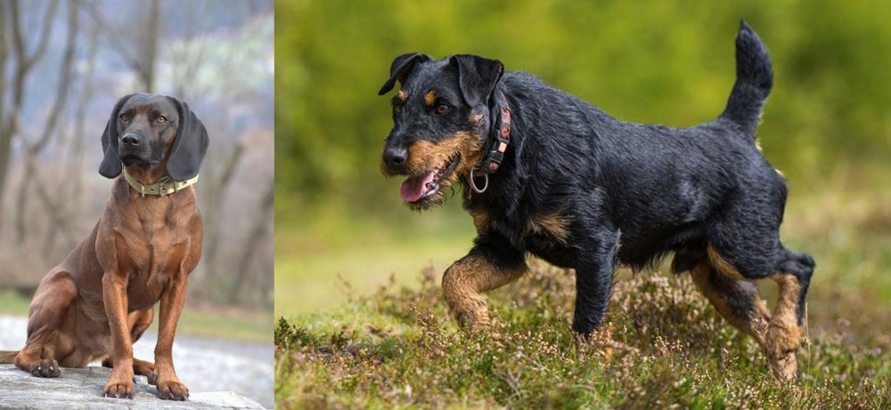 Jagdterrier vs Bavarian Mountain Hound - Breed Comparison