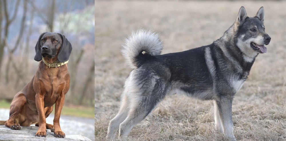 Jamthund vs Bavarian Mountain Hound - Breed Comparison
