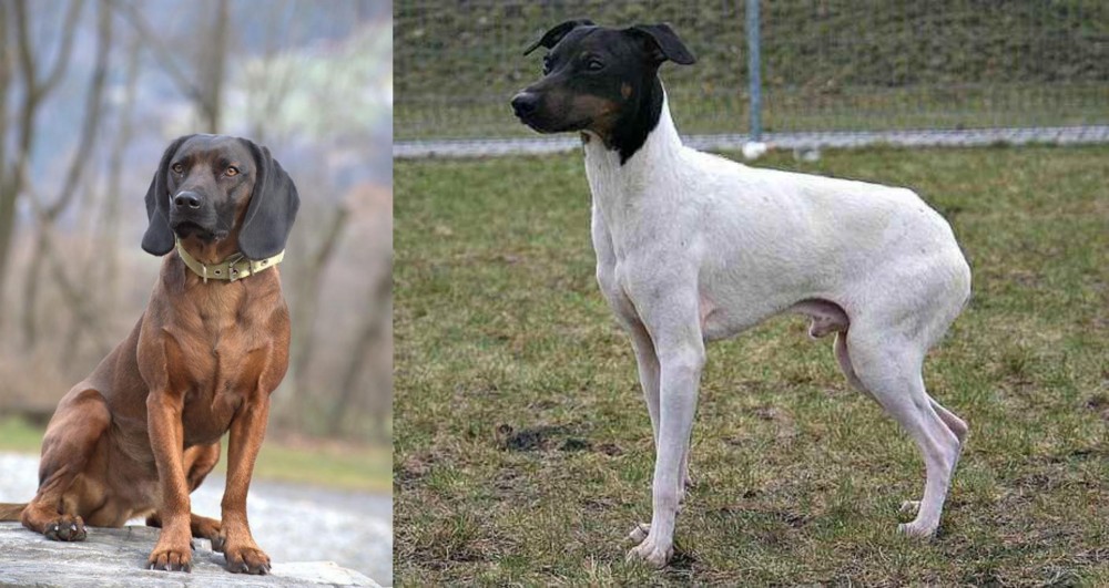 Japanese Terrier vs Bavarian Mountain Hound - Breed Comparison