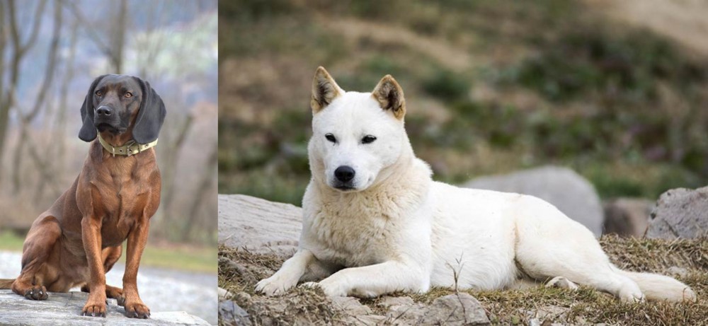 Jindo vs Bavarian Mountain Hound - Breed Comparison