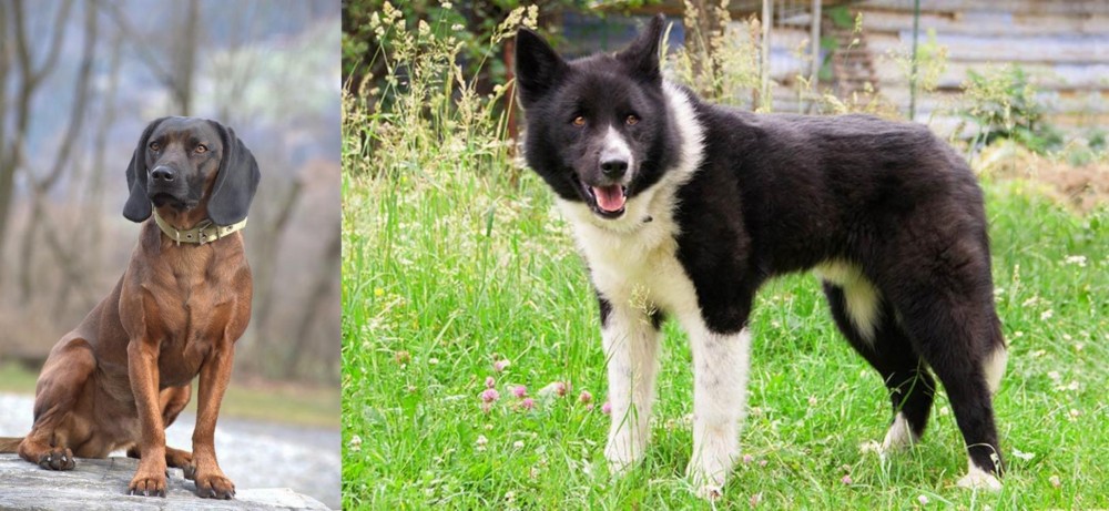 Karelian Bear Dog vs Bavarian Mountain Hound - Breed Comparison