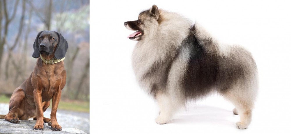 Keeshond vs Bavarian Mountain Hound - Breed Comparison