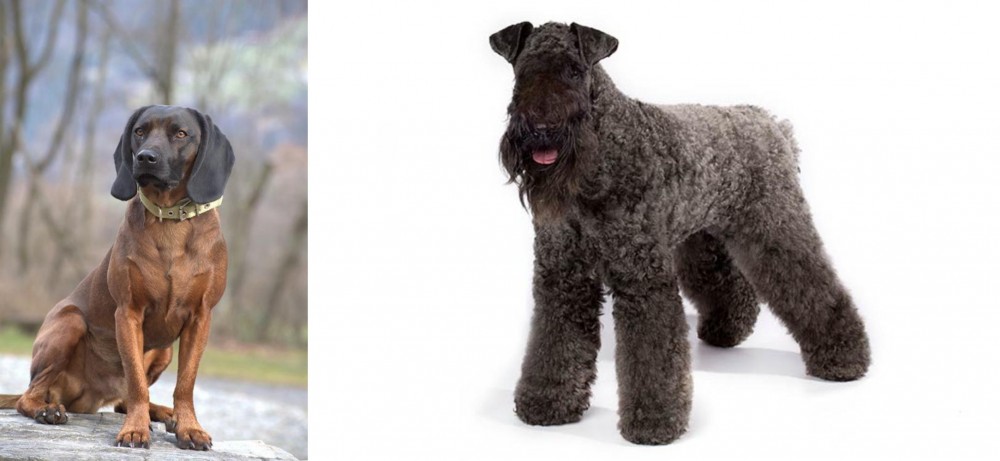 Kerry Blue Terrier vs Bavarian Mountain Hound - Breed Comparison