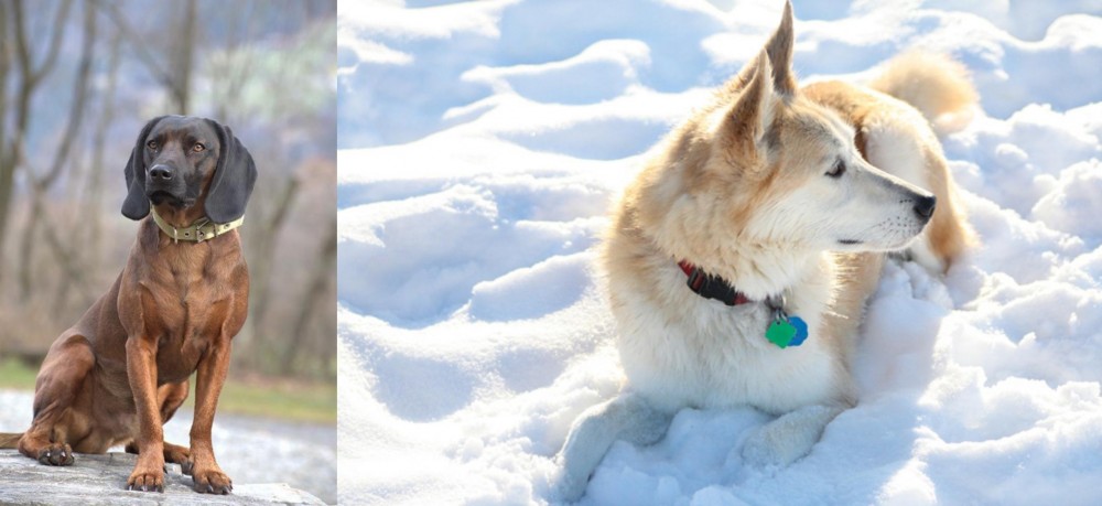 Labrador Husky vs Bavarian Mountain Hound - Breed Comparison