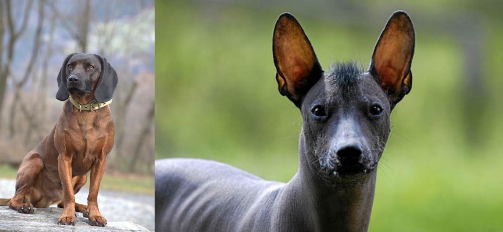 Mexican Hairless vs Bavarian Mountain Hound - Breed Comparison