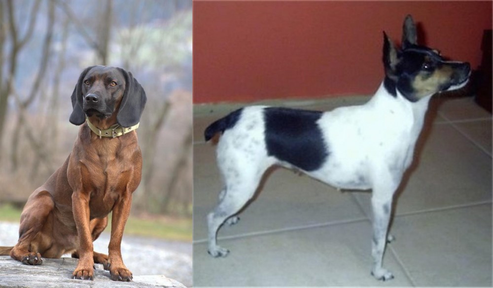 Miniature Fox Terrier vs Bavarian Mountain Hound - Breed Comparison