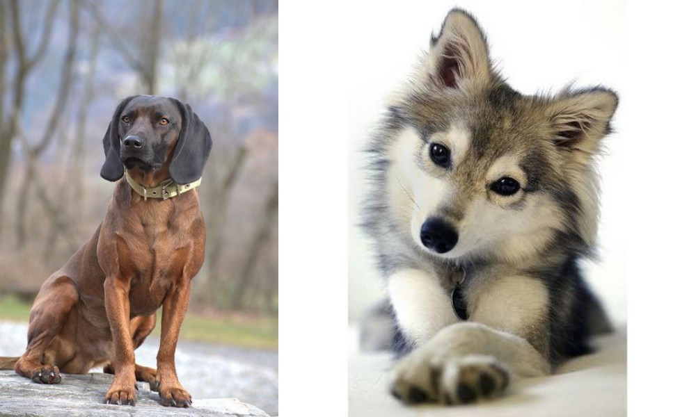 Miniature Siberian Husky vs Bavarian Mountain Hound - Breed Comparison