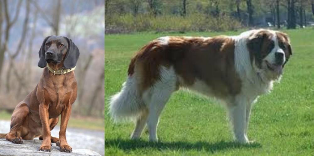 Moscow Watchdog vs Bavarian Mountain Hound - Breed Comparison
