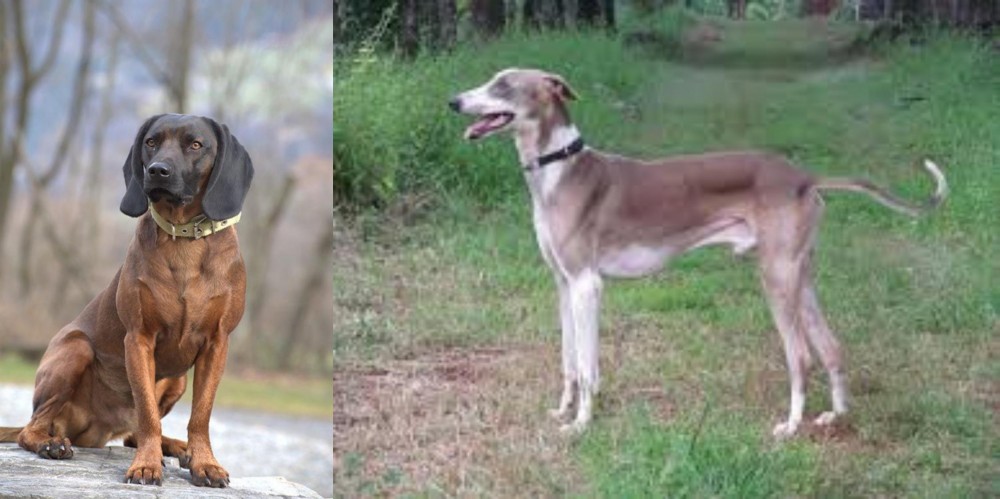 Mudhol Hound vs Bavarian Mountain Hound - Breed Comparison