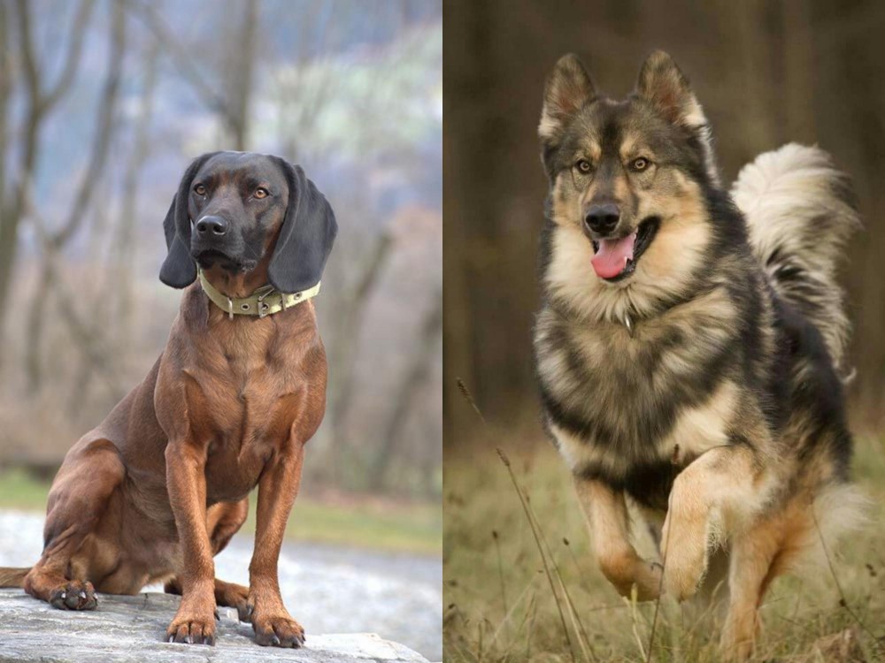 Native American Indian Dog vs Bavarian Mountain Hound - Breed Comparison
