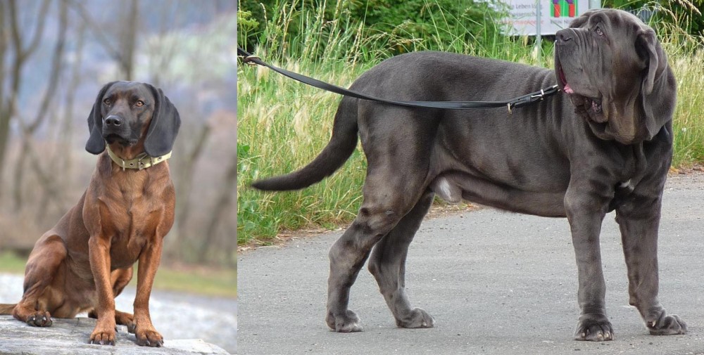 Neapolitan Mastiff vs Bavarian Mountain Hound - Breed Comparison