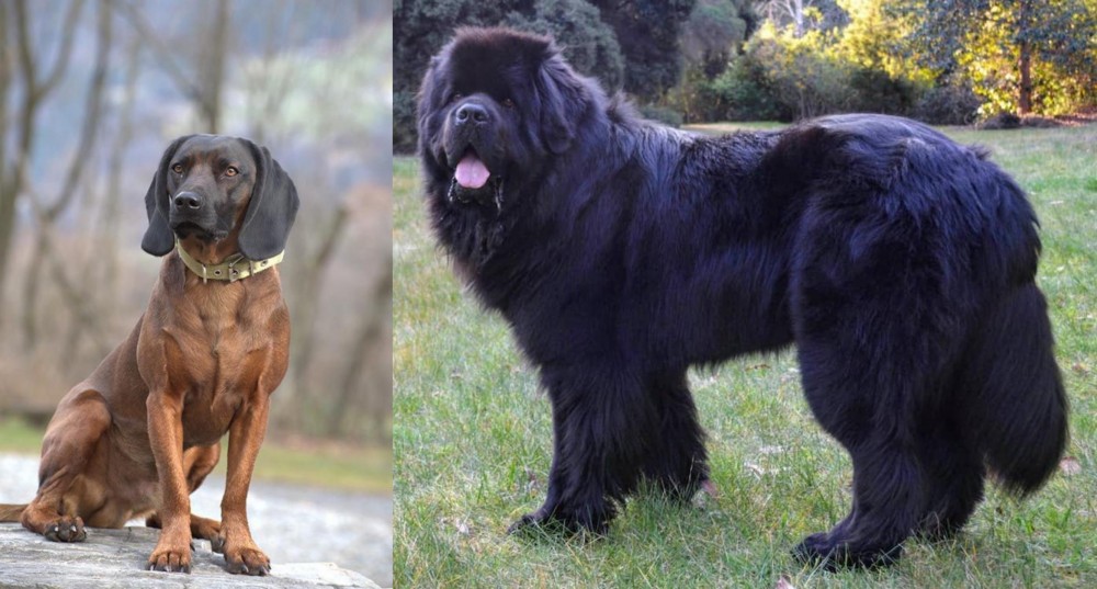 Newfoundland Dog vs Bavarian Mountain Hound - Breed Comparison
