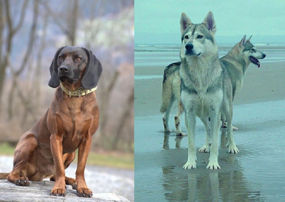 Northern Inuit Dog vs Bavarian Mountain Hound - Breed Comparison