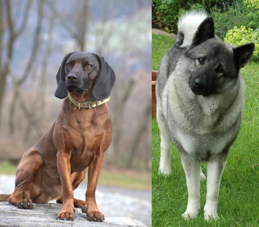 Norwegian Elkhound vs Bavarian Mountain Hound - Breed Comparison
