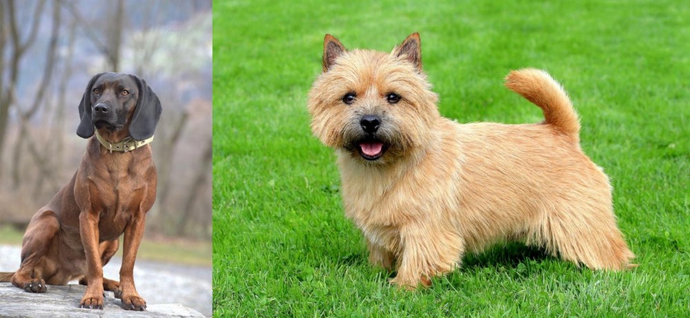 Norwich Terrier vs Bavarian Mountain Hound - Breed Comparison
