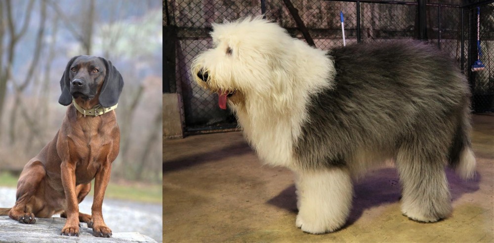Old English Sheepdog vs Bavarian Mountain Hound - Breed Comparison