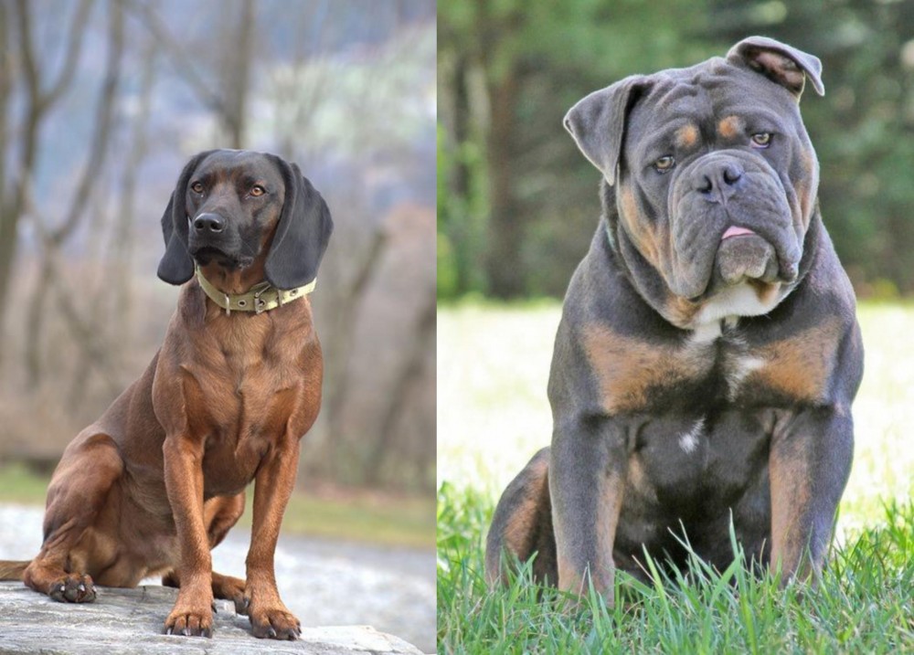 Olde English Bulldogge vs Bavarian Mountain Hound - Breed Comparison